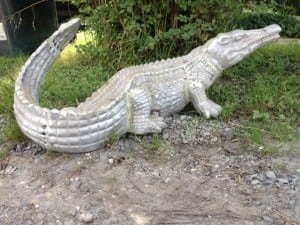 Medium Alligator 